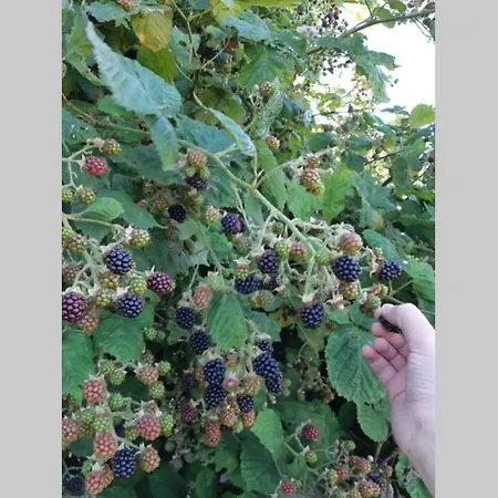 Lykkemosegaard - Gammel Gard Midt I Naturen * Stege