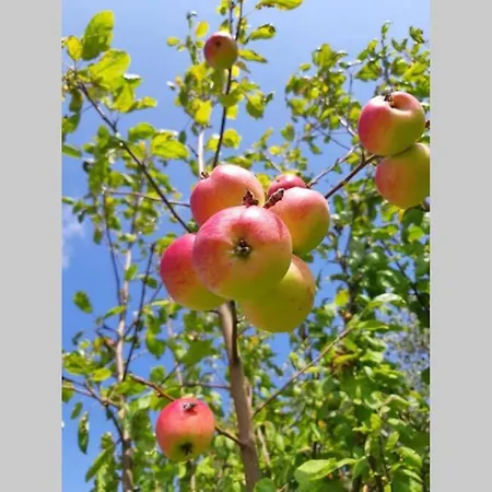 Lykkemosegaard - Gammel Gard Midt I Naturen Holiday home Stege